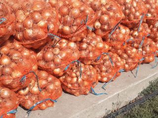 Onions from the dry bench and packed in 18