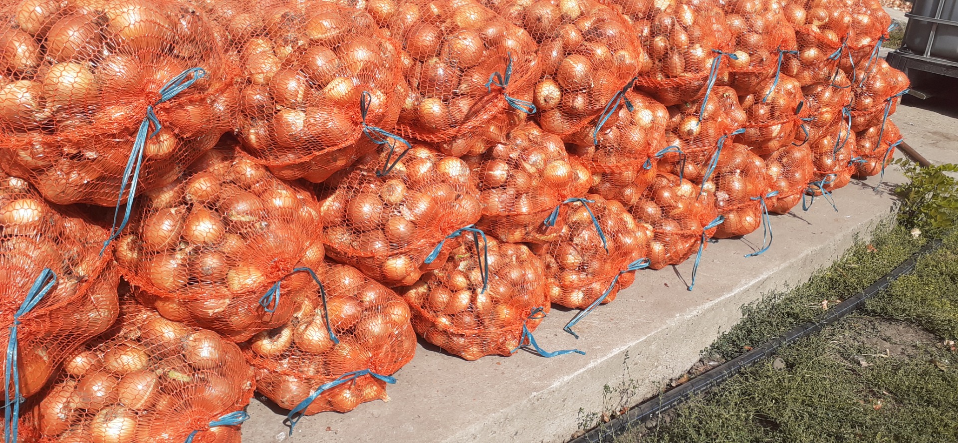 Onions from the dry bench and packed in 18 kg bags
