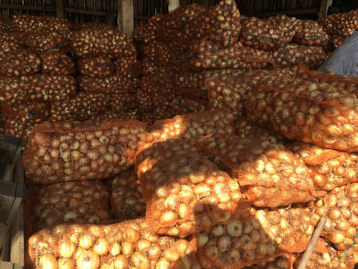 Sell onion Stuttgarten, 60 T, price 0.13 euro/kg