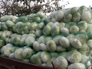 I am selling autumn cabbage, autumn queen, ideal for