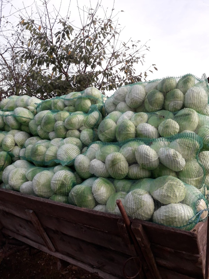 I am selling autumn cabbage, autumn queen, ideal for sarmale and pickles, with thin leaves