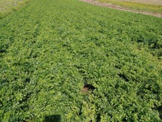 Hello, I am selling parsley freshly cut from the