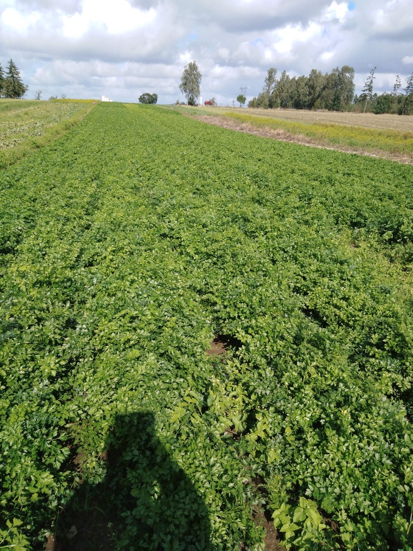 Hello, I am selling parsley freshly cut from the field