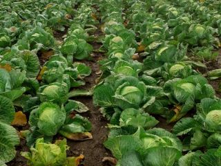 I will sell 50 tons of white cabbage.