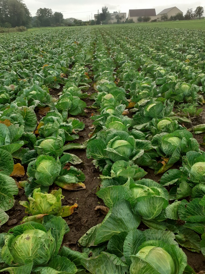 I will sell 50 tons of white cabbage