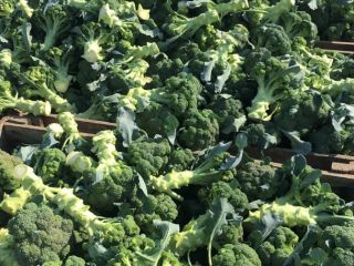 I sell large quantities of Broccoli 1-3 t per
