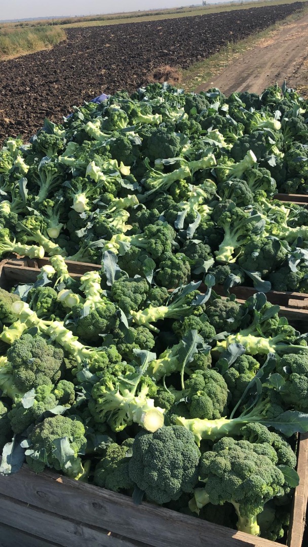 I sell large quantities of Broccoli 1-3 t per day