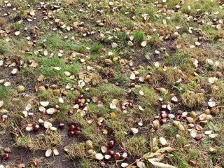 I will sell chestnuts from my own chestnut tree.