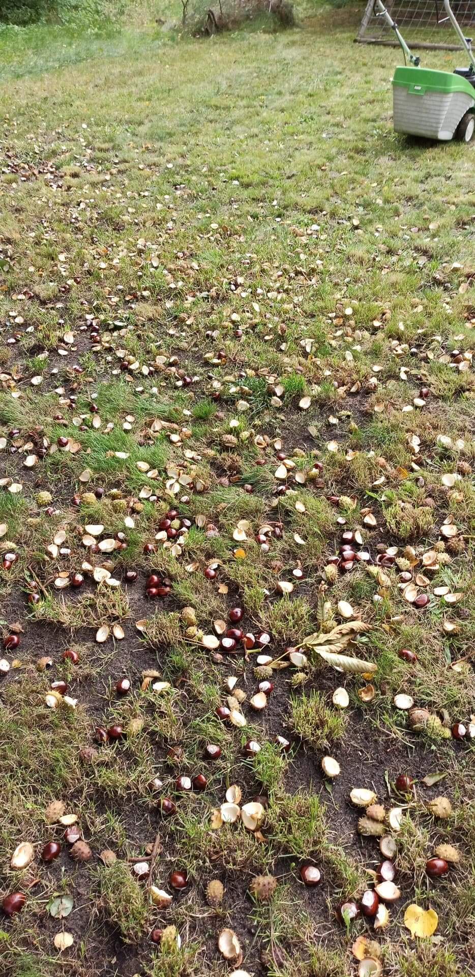 I will sell chestnuts from my own chestnut tree
