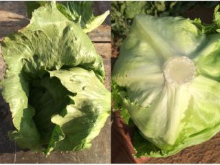 Exstra Sp.zo.o. offers you a delivery of iceberg lettuce