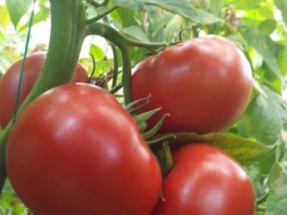 We sell tomatoes of a high quality variety in