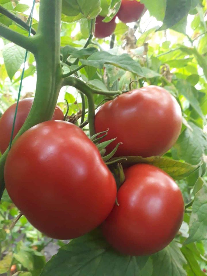 We sell tomatoes of a high quality variety in tons from Turkey