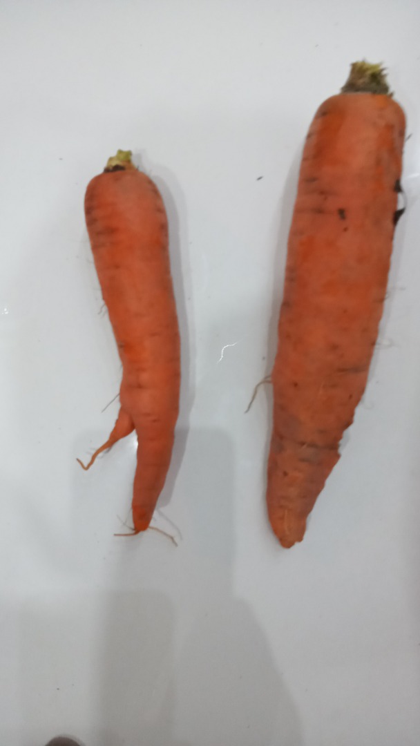 I will sell a carrot