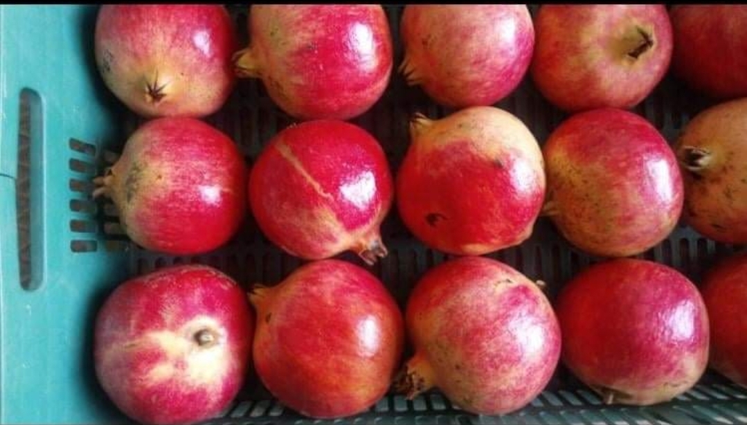 We have the best product in the world ( a family farmers) You have the choice between bulk or packed product