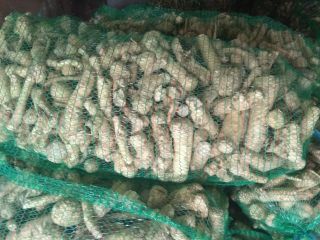 The Ukrainian company sells environmentally friendly horseradish. Harvest 2020.