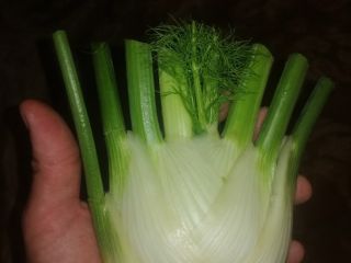 I will sell fennel (fennel). Cut or with a