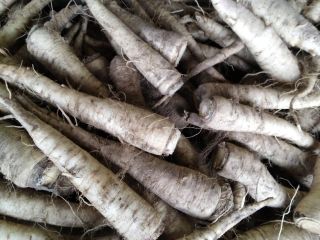 I will sell parsley for processing, Olomouc variety, with