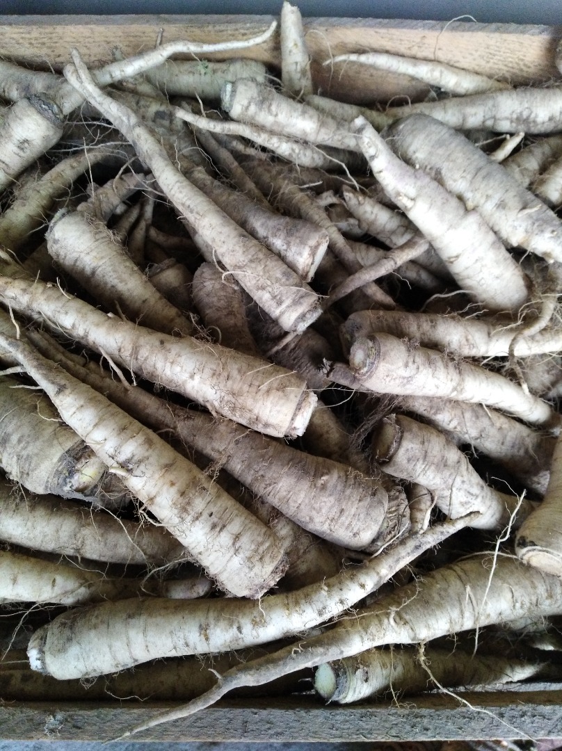 I will sell parsley for processing, Olomouc variety, with side shoots, fresh straight from the field, fogged
