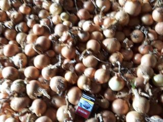 Hello, I am selling yellow onion, loose or packed