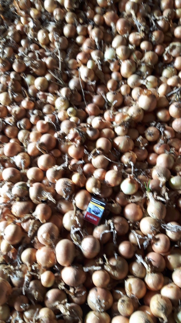 Hello, I am selling yellow onion, loose or packed in a 15 kg bag, caliber 4+