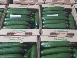 Fresh cucumber, variety "Meva" first category. length 18-24cm. Diameter