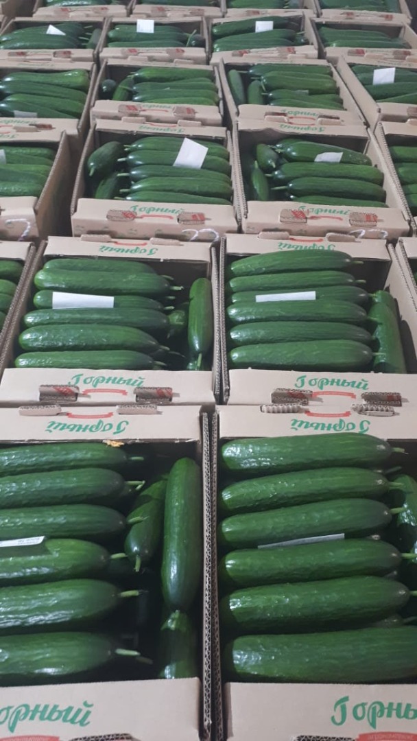 Fresh cucumber, variety "Meva" first category