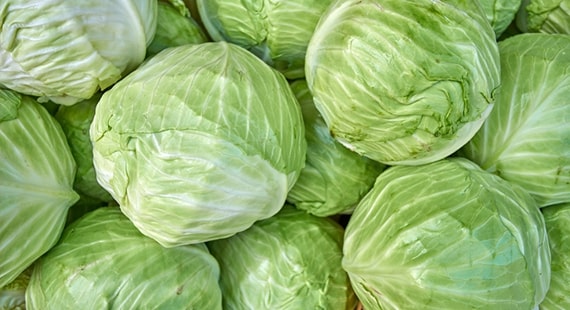 We will sell white cabbage, Jaguar and Typhoon variety