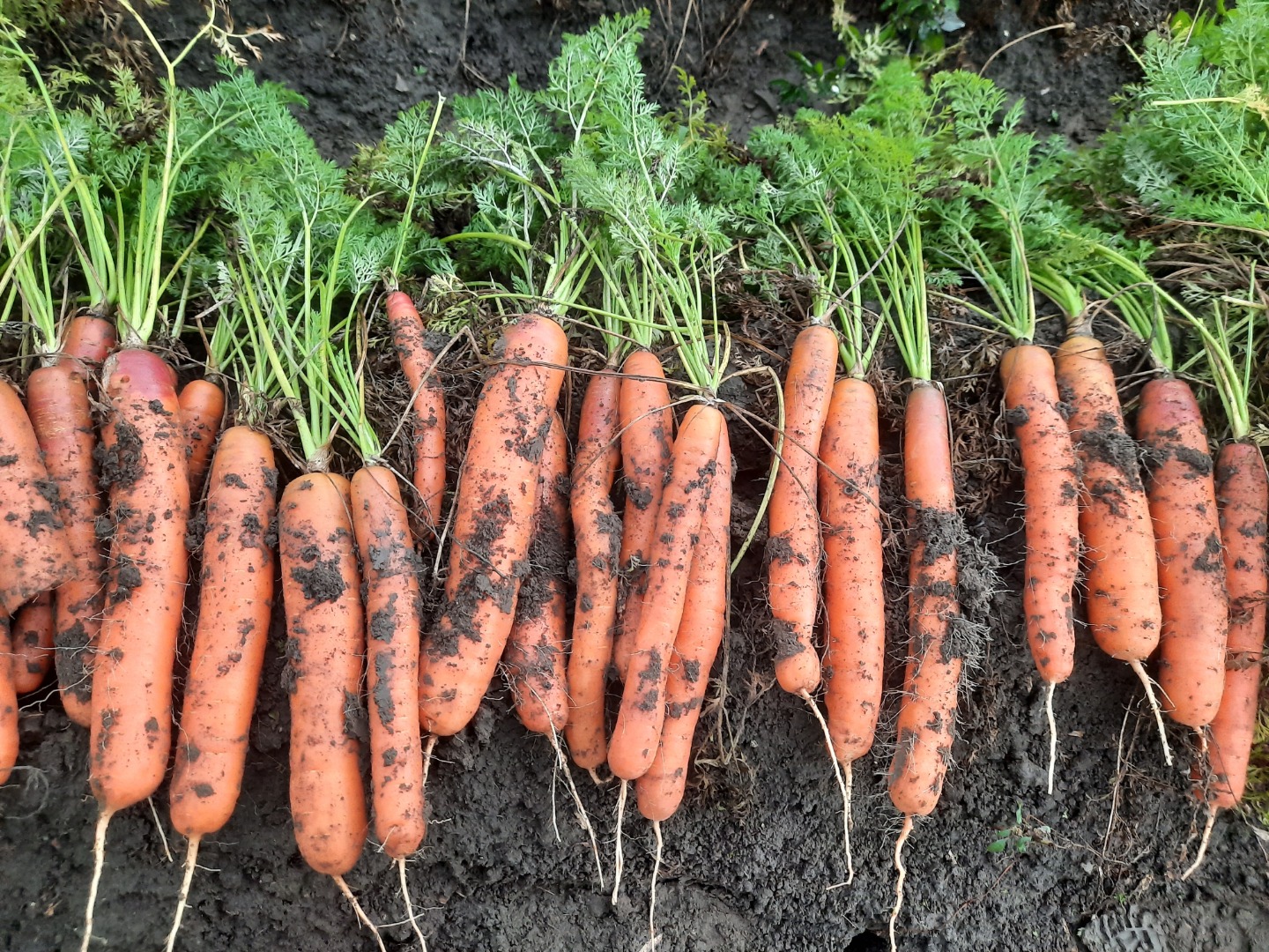 Carrots baltimore