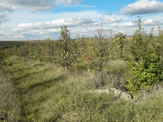 I am selling Cure Pears, 40 tons, for processing