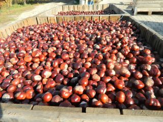 Hello. I have about 15 tons of fresh chestnut
