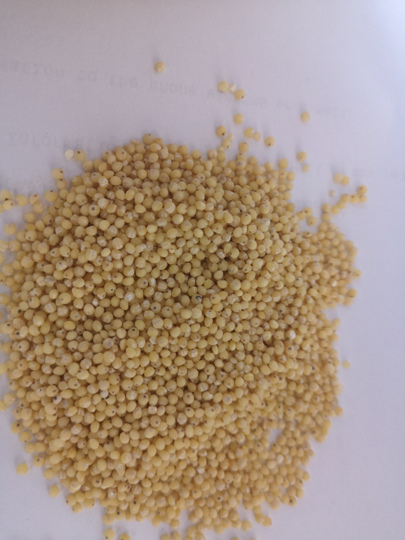 For sale, spelled, millet, buckwheat in bulk or in big-bags, WITHOUT GLIFOSATE, conventional and ecological, I PROVIDE OWN TRANSPORT
