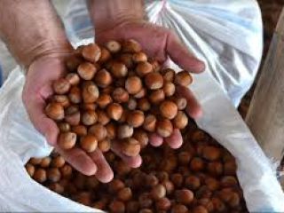 I will sell hazelnut in bulk. The product is
