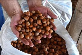 I will sell hazelnut in bulk