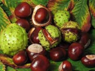 I will sell fresh, large chestnuts, about 70 kg.