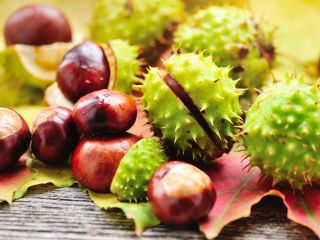 Hello. I am selling a chestnut 200 kg ...