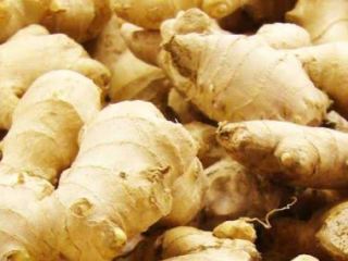 Fresh high quality ginger