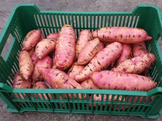 I will sell sweet potatoes, fresh, POLISH production. Sweet