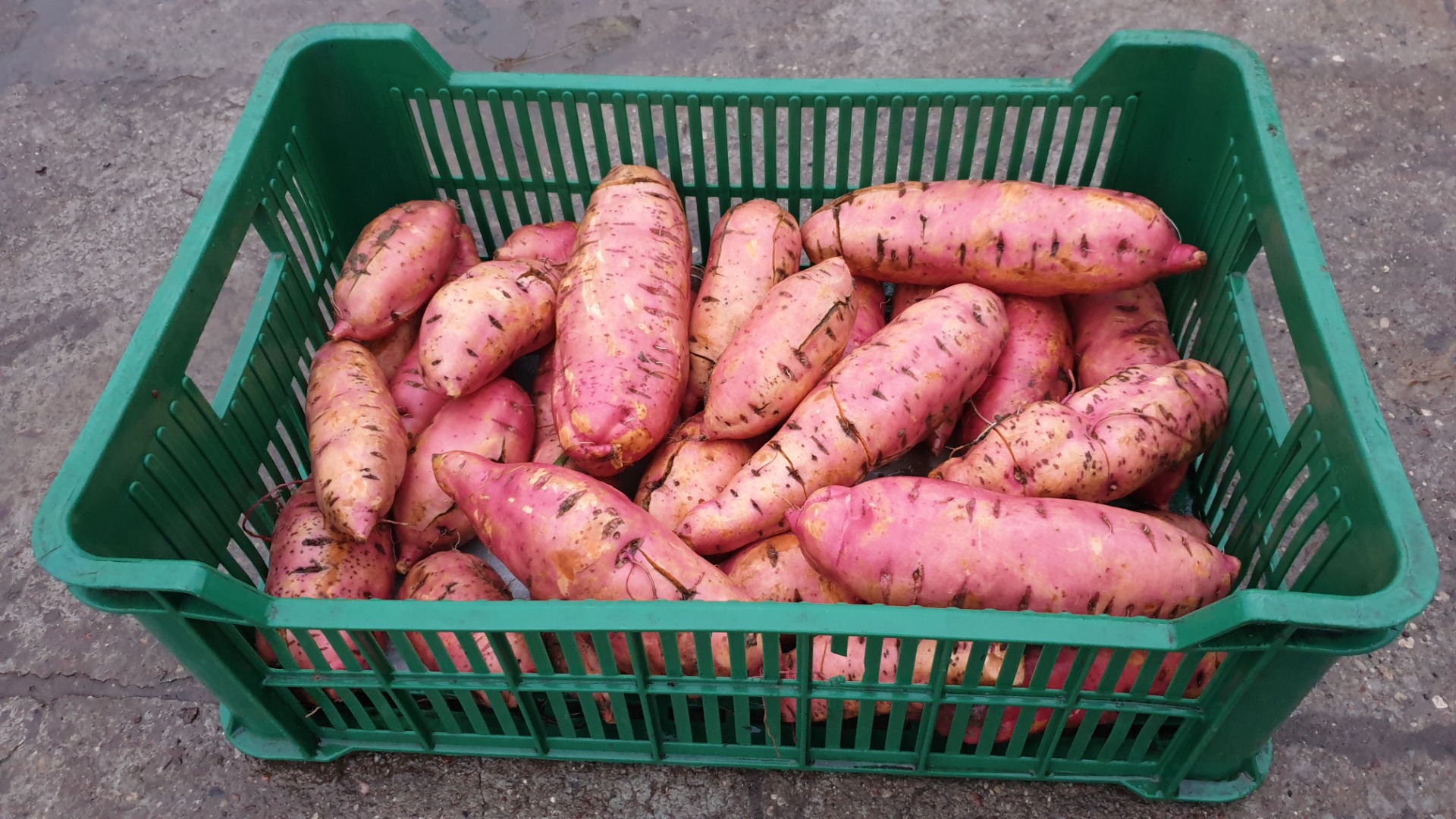 I will sell sweet potatoes, fresh, POLISH production