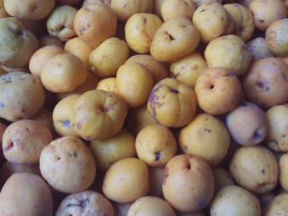 Japanese quince fruit for sale at PLN 15 /
