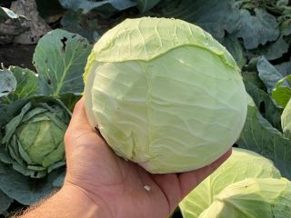 Hybrid cabbage for sale: beverly hills High quality Phoene
