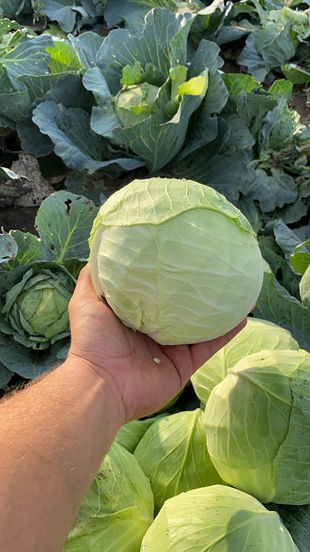 Hybrid cabbage for sale: beverly hills High quality Phoene