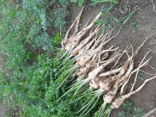 I will sell a bunch of parsley 1.5 PLN.