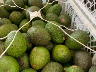 Avocados 1000kg price depends on the situation on the