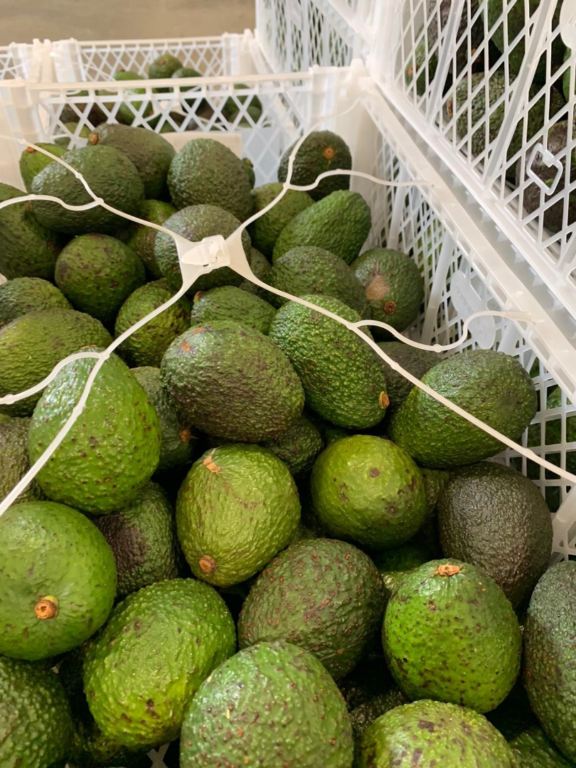 Avocados 1000kg price depends on the situation on the Dutch market and quantity