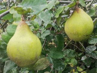 Hello, For sale about 70 kg of ripening quince.