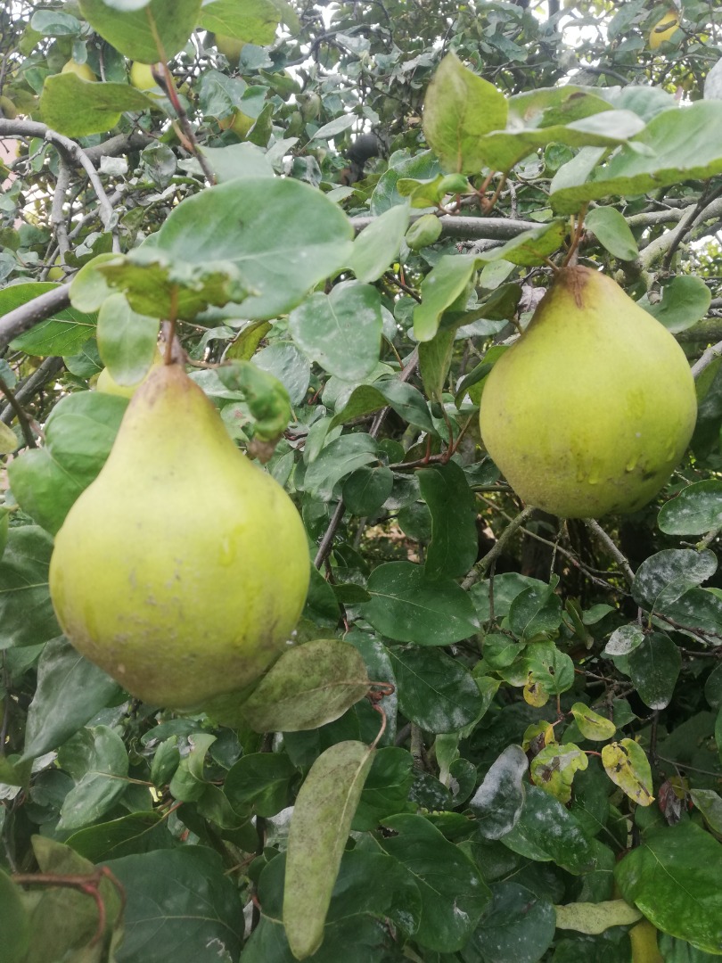 Hello, For sale about 70 kg of ripening quince