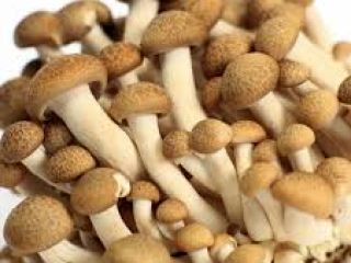 fresh mushroom available for export in Denmark please contact