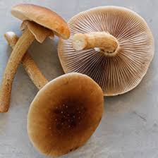 fresh mushroom available for export in Denmark please contact directly via email or whatsapp: email