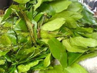 fresh eru available for export in Denmark please contact