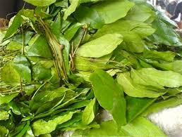 fresh eru available for export in Denmark please contact directly via email or whatsapp: email
